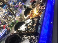 -海吃海喝海鲜烤肉炭火主题自助餐(朝阳店)
