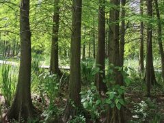 -溱湖国家湿地公园