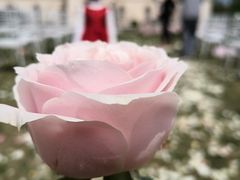 -北京张裕爱斐堡酒庄