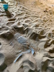 -恐龙探索乐园(磁器口店)