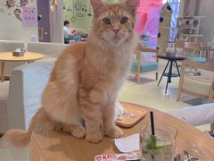 -藏猫猫咖啡主题馆(中央大道店)