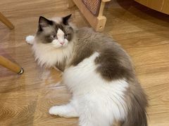 -滚猫咖啡·猫咖·猫友好撸猫(未来城店)