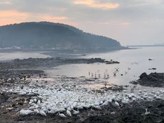 -烟墩角天鹅湖