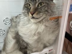 -车接车送·寄养洗护·德文猫舍(大宁店)