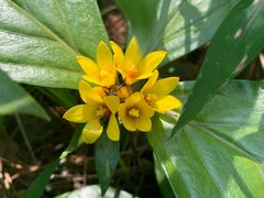 -铁山坪森林公园