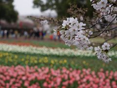 -苏州上方山国家森林公园
