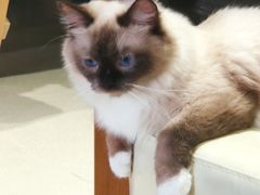 -藏猫猫咖啡主题馆(中央大道店)