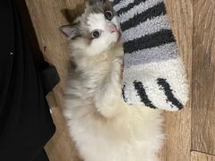 -美联众合动物医院(·中兽医·疑难杂症·严家桥分院)