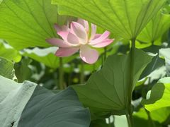 -莲花池公园