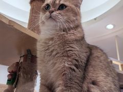 -滚猫咖啡·猫咖·猫友好撸猫(未来城店)
