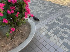 -九龙公园