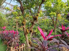 -呀路古热带植物园