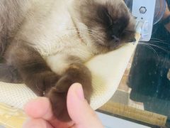 -Heymao猫咖.咖啡厅(东门店)