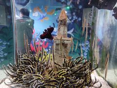 -太平洋海底世界