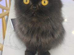 -喵园·猫主题咖啡厅·撸猫·猫咖(国贸店)