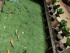 -金河半岛园林酒家(金融城店)