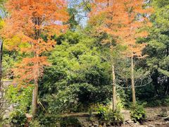 -深圳仙湖植物园