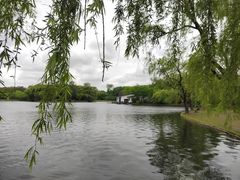 -上海共青森林公园