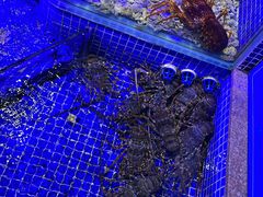 -青蓬蒸汽海鲜·深圳老字号·团建聚会(壹方城店)