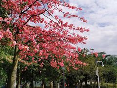 -顺峰山公园