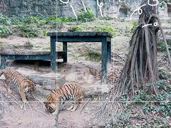 -广州长隆野生动物世界