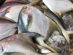 平鱼-北京清河镇农副产品交易市场中心