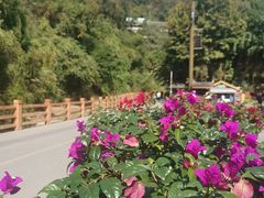 -西双版纳原始森林公园