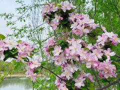 -大兴滨河森林公园