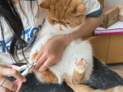 -飞行喵MR PILOT|猫舍·猫咖(静安大融城店)