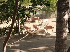-北京麋鹿生态实验中心