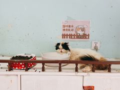 -猫小院猫主题餐厅(三里屯店)