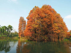 -中国科学院华南植物园