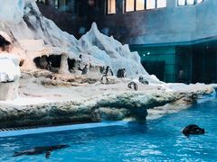 -帝企鹅自助餐厅•儿童岛•真企鹅(长隆企鹅酒店)