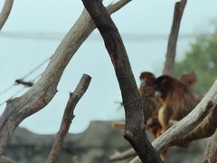 -杭州野生动物世界