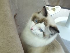-猫和宫(六道口店)