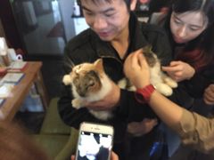 -萌喵宠狗爱心宠咖