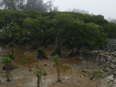 -宝安西湾红树林湿地公园