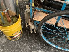 -槟城街头艺术街区