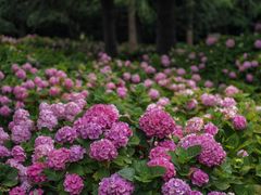 -上海滨江森林公园