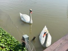 -宁波杭州湾国家湿地公园