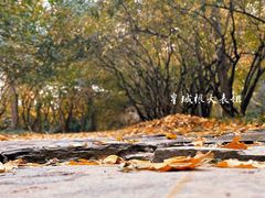 -北坞公园
