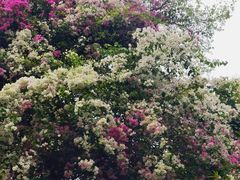 -深圳国际园林花卉博览园