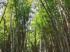 -黄埔油麻山森林公园