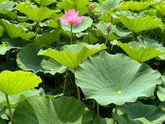 -莲花池公园