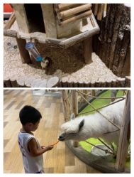 -七巧国萌宠乐园(龙湖天街店)