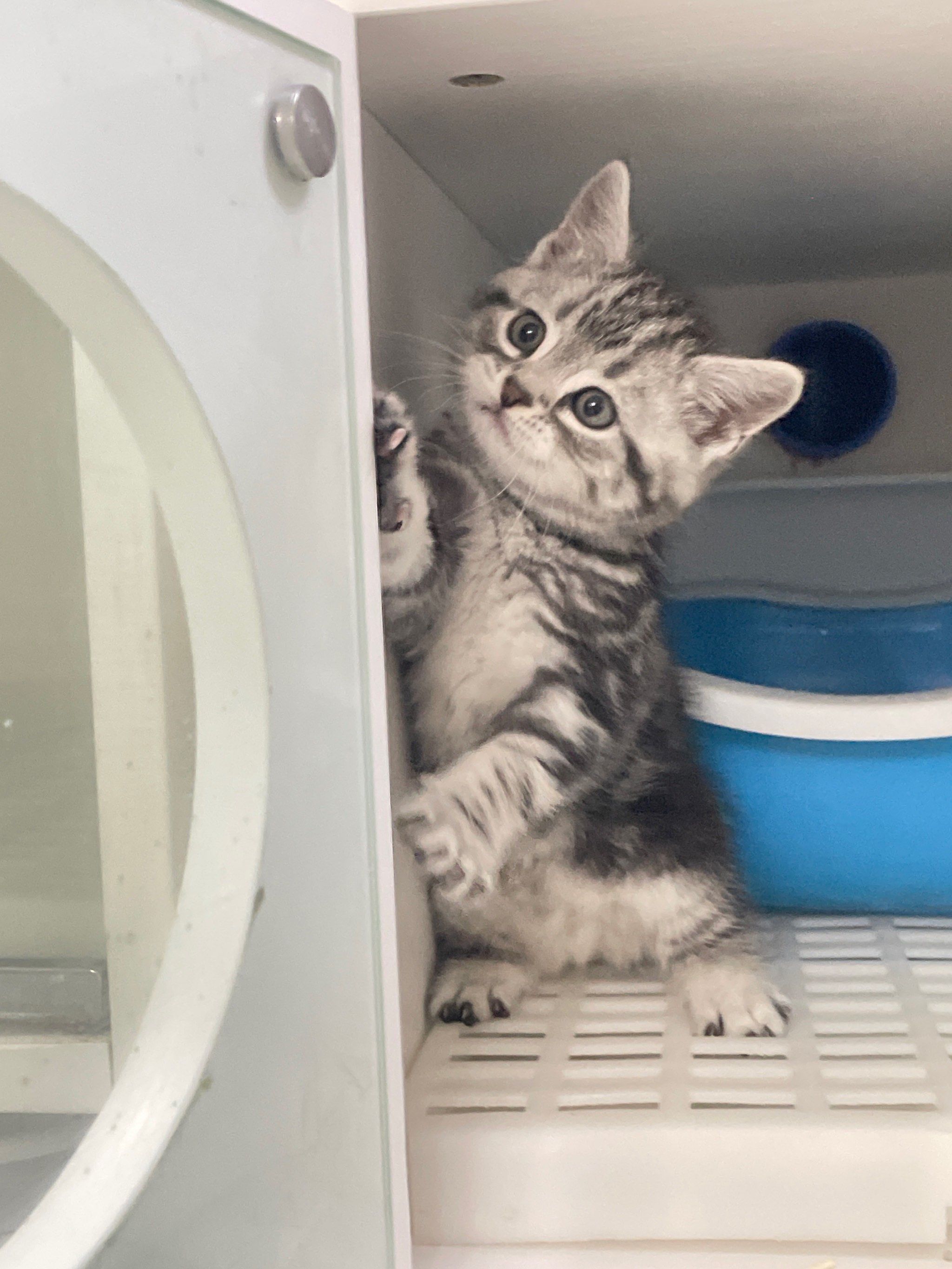 "避雷"美短75美短起司虎斑真的不推荐家养75