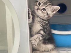 -lincat·猫舍(广州店)