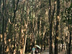 -火炉山森林公园