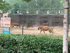 -秦皇岛野生动物园