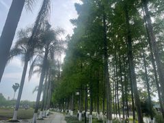 -江心屿景区